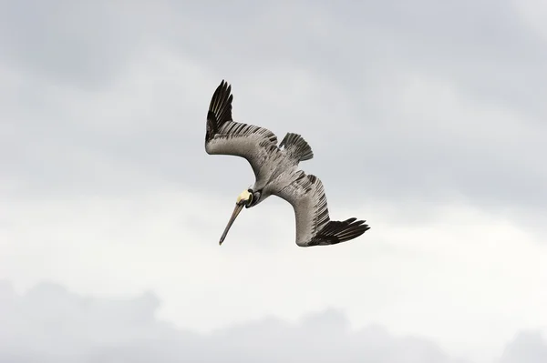 Wildlife Pelican bird — Fotografie, imagine de stoc