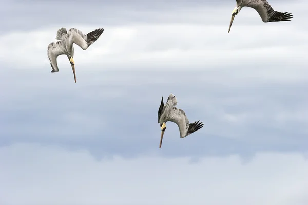 Animale sălbatice păsări pelicane — Fotografie, imagine de stoc