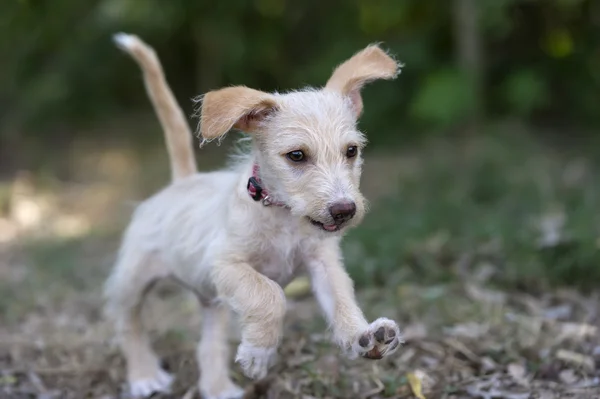 Puppy running playfully — Stock Photo, Image