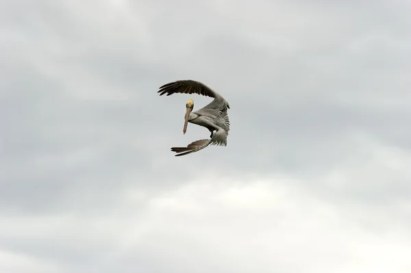 Pelikaan vliegen — Stockfoto