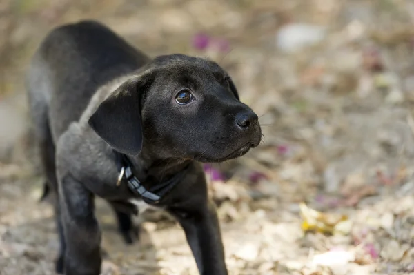 Labrador Welpe schwarz — Stockfoto