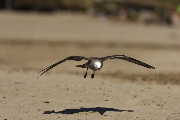 Plage de mouettes planer — Photo