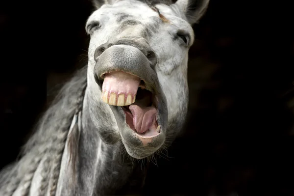Белая лошадь, смеющаяся — стоковое фото