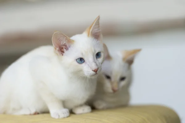 Two White Blue Eyed Kittens — Stock Photo, Image