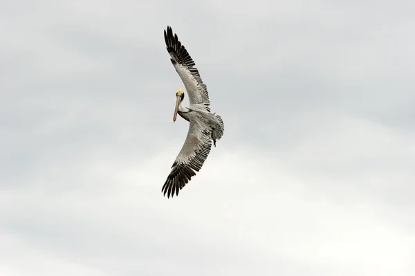 Pelikan Ptak Fliying — Zdjęcie stockowe