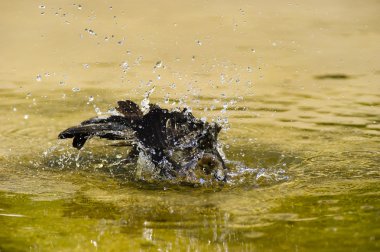 Su sıçramasına kuş