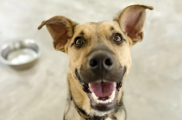 Feliz perro y tazón — Foto de Stock