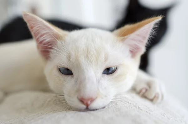 White Kitten  Blue EyedLooking Closeup — Stock Photo, Image