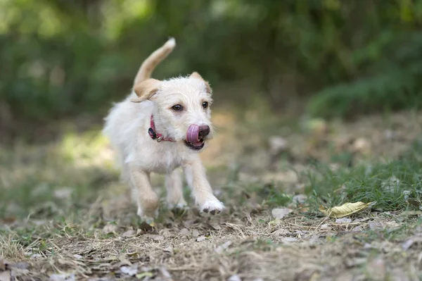 Um bonito feliz filhote de cachorro jogar correndo e saltando — Fotografia de Stock