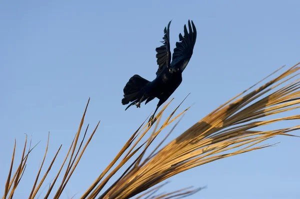 Geest Mystic tovenarij Bird — Stockfoto