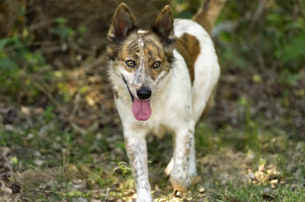 Cão andando ao ar livre — Fotografia de Stock