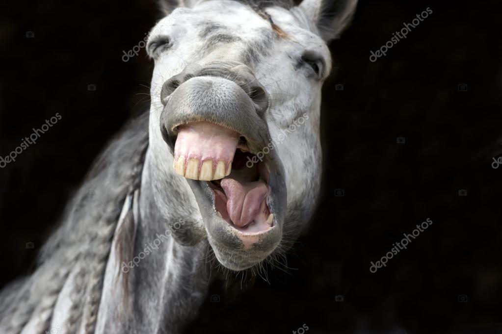 Lindo cavalo rindo branco com grandes olhos redondos