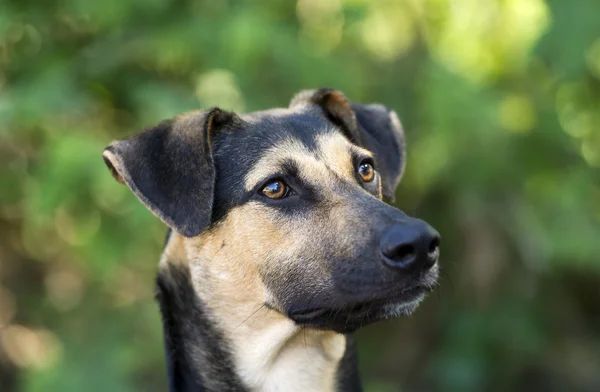 Pastor alemán Perro Primer plano al aire libre Cabeza y cara — Foto de Stock