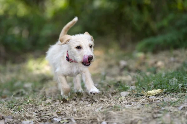 Cachorro perro corriendo juguetón saltar al aire libre —  Fotos de Stock