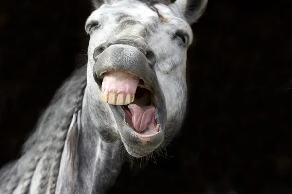 Cavalo de rir Engraçado Branco feliz Dentes sorridentes — Fotografia de Stock