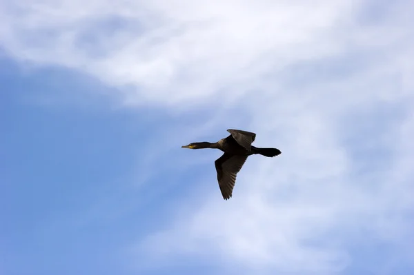 Svart fågel anka att flyga i moln — Stockfoto