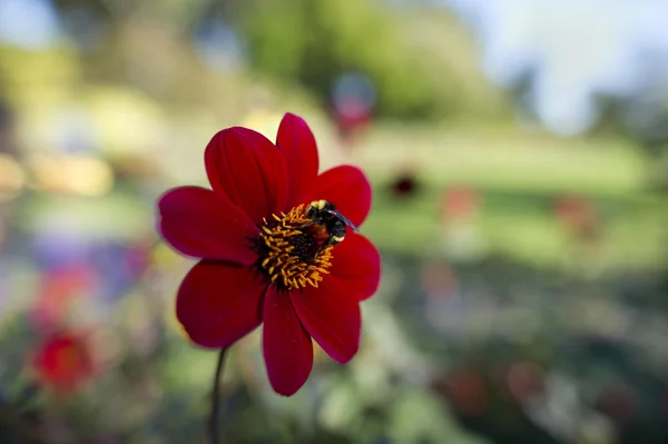 Polinización de la flor de abeja — Foto de Stock