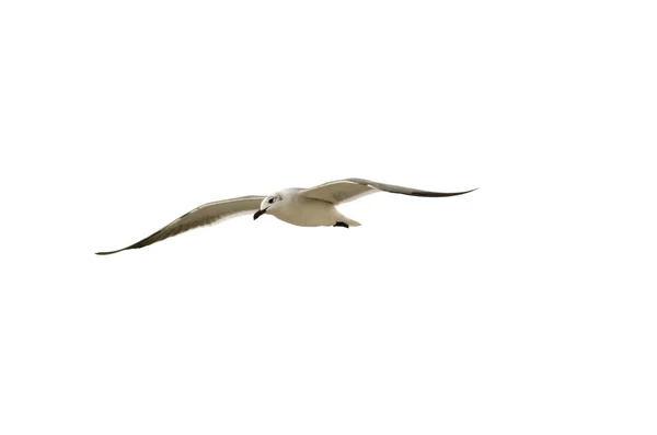 Uccello bianco che vola isolato primo piano — Foto Stock