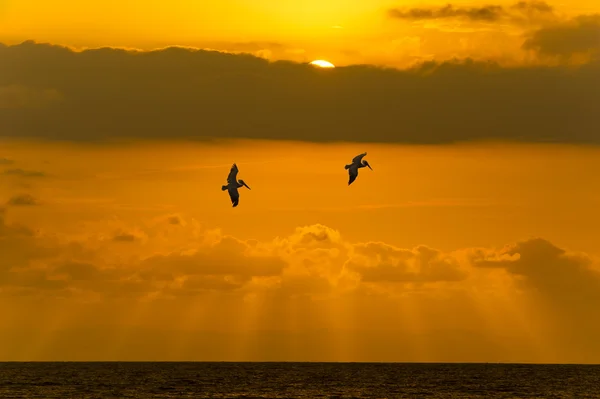 Moře při západu slunce obloha mraky Peacful létající ptáci — Stock fotografie