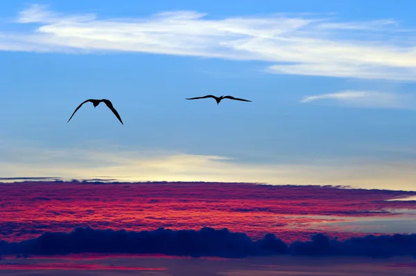 Aves voando acima da silhueta de nuvens — Fotografia de Stock