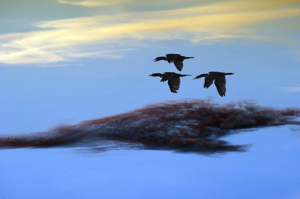 Vogels vliegen close-up als een kudde met de wolken — Stockfoto