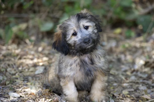 Puppy Cute Curious Happy Fluffy Looking Outdoors Closeup — Stock Photo, Image