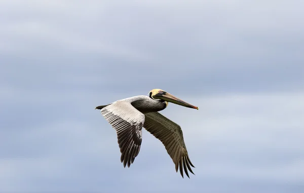 Pelican Closeup hoofd en vleugels vliegen — Stockfoto