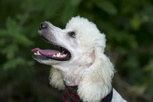 Caniche chien heureux curieux mignon souriant en plein air gros plan — Photo