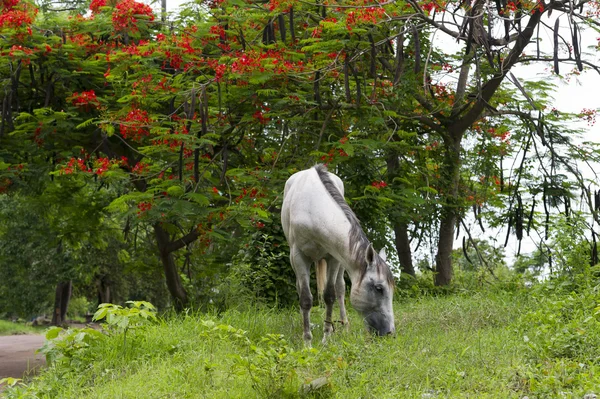 Caballo pastoreo blanco — Foto de Stock