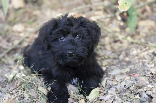 Милі стиль Puppy Love — стокове фото