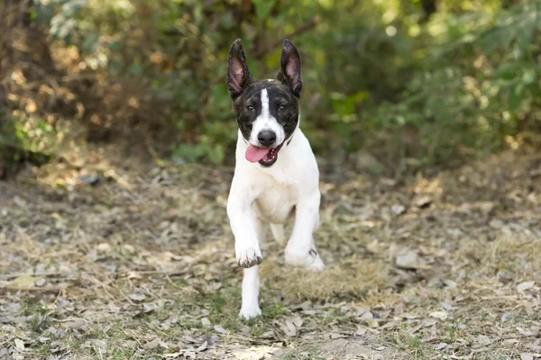 Filhote de cachorro correndo feliz e engraçado — Fotografia de Stock