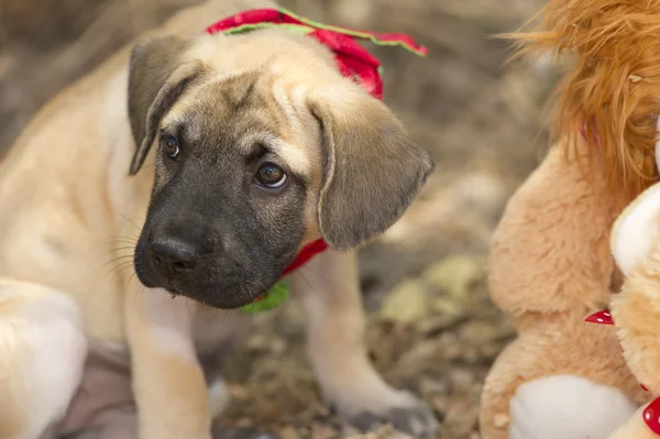 Pouting Cachorrinho bonito triste ao ar livre — Fotografia de Stock