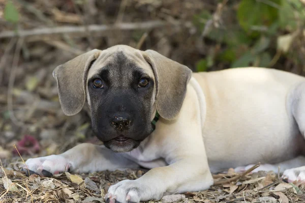 Big Cute Puppy Looking outdoors — Stock Photo, Image