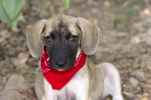 Puppy Love Closeup Isolated