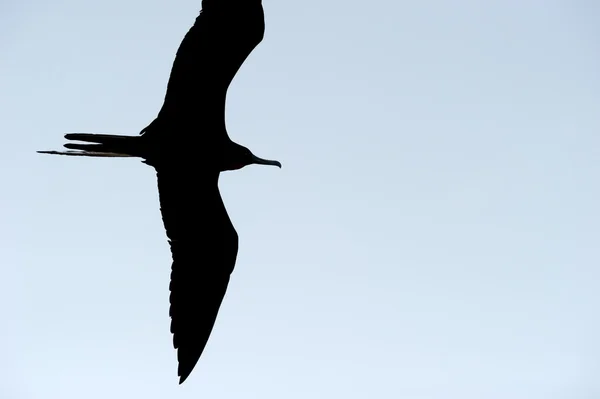 Latający ptak sylwetka na białym tle zbliżenie — Zdjęcie stockowe