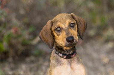Şirin köpek yavrusu köpek Ouutside arıyorsunuz