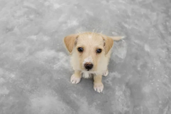 Cute Puppy Looking Up — Stock Photo, Image