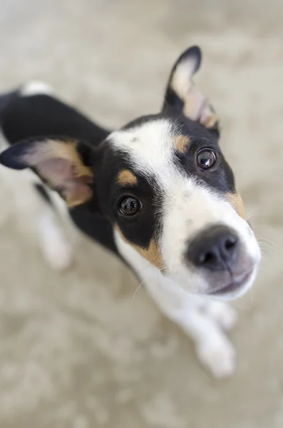 Dog Looking Up Vertical — Stock Photo, Image