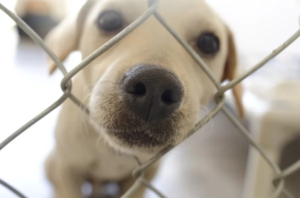 Puppy Sad Cute Nose Closeup and Fence — Stock Photo, Image