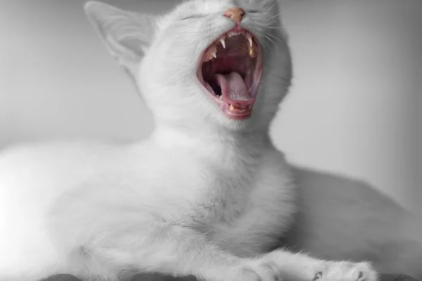 Gatinho Yawn boca dentes Duotone — Fotografia de Stock