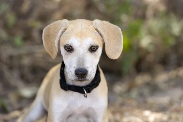 Şirin köpek. — Stok fotoğraf