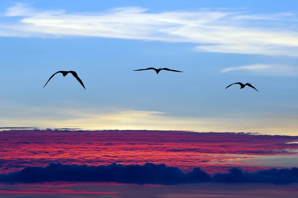 Силуэт летающих птиц — стоковое фото