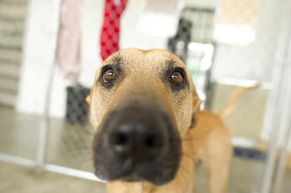 Lustiger Hund — Stockfoto