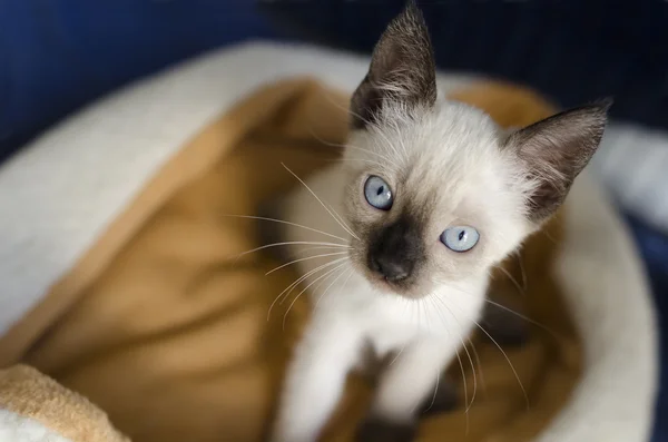 Siamese Kitten Looking Up — Stock Photo, Image