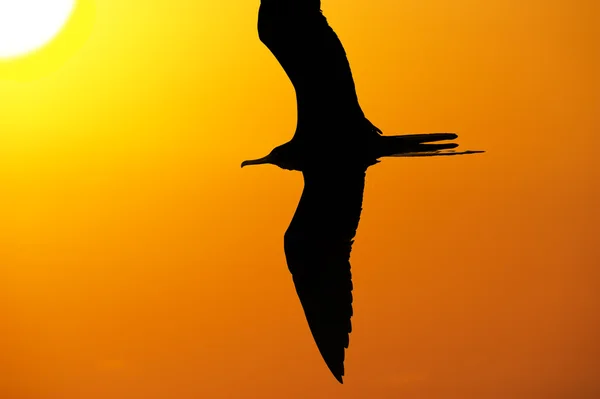 Szabadság madár repül a sziluett a remény — Stock Fotó