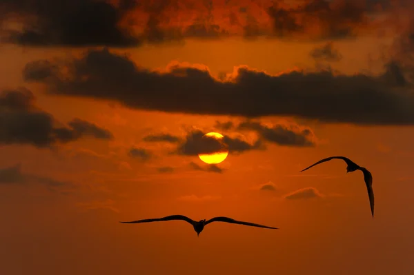 Libertad Aves Volando Silueta de la Esperanza — Foto de Stock