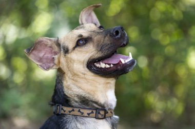 mutlu köpek gülüyor