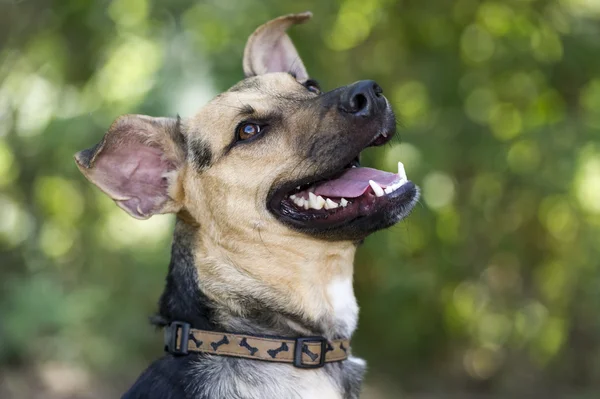 Glücklicher Hund lacht — Stockfoto