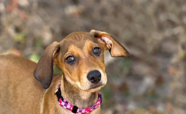 Gelukkig pup — Stockfoto