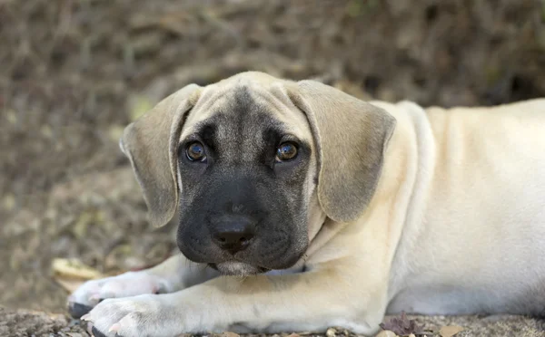 Cachorrinho bonito — Fotografia de Stock